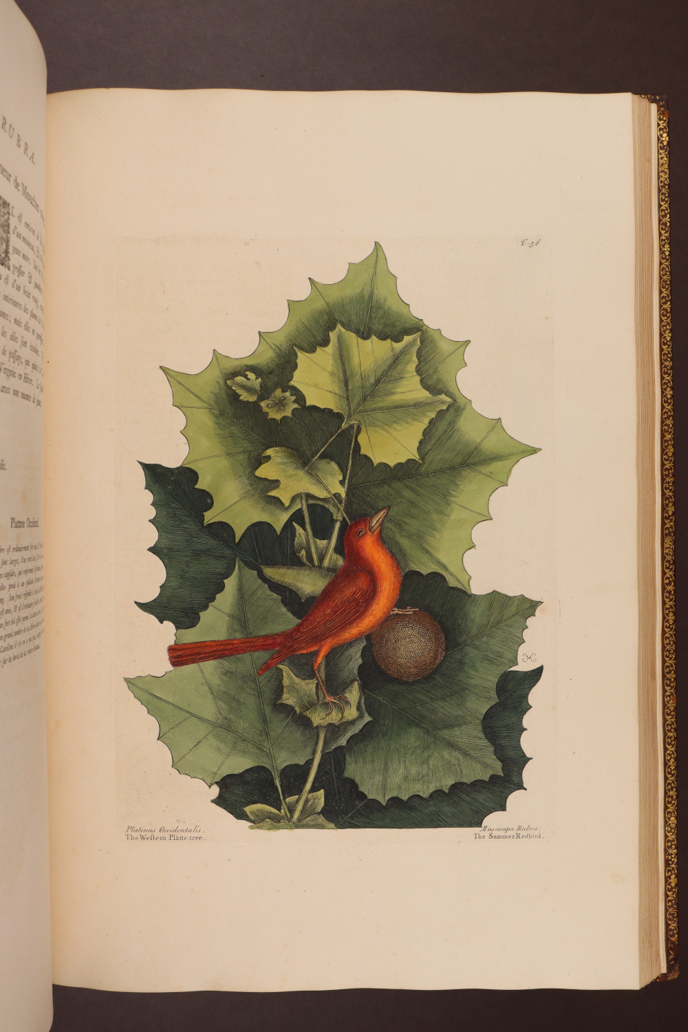 Plate 56